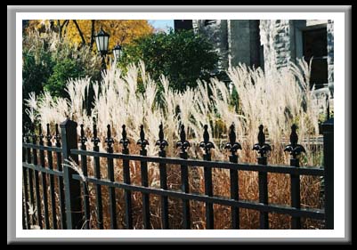 091 Gate and grass Syracuse NY