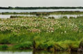 012 Pea Island National Refuge, Outerbanks, North Carolina