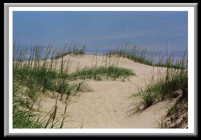 042 Dunes and Oats Outerbanks, North Carolina