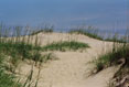 042 Dunes and Oats, Outerbanks, North Carolina