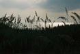 072 Moonrise and Sea Oats, Outerbanks North Carolina