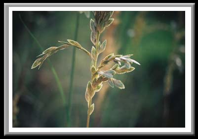 077 Sea Oat Cape Hatteras North Carolina 