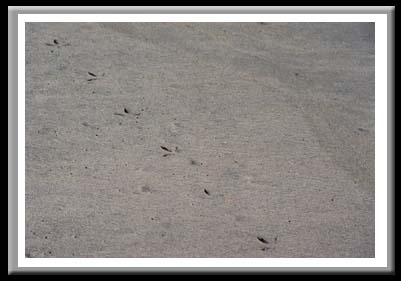 078 Traces of a Seabird , Cape Hatteras National Seashore, North Carolina