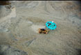 108  Crab on Vacation, Cape Hatteras National Seashore, North Carolina 