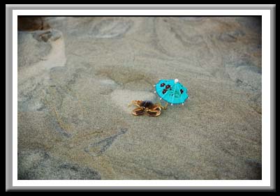 108 Crab on Vacation, Cape Hatteras National Seashore, North Carolina