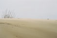 112 Dunes in Wind, Cape Hatteras National Seashore, North Carolina