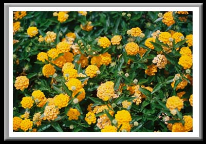 128 Lantanas