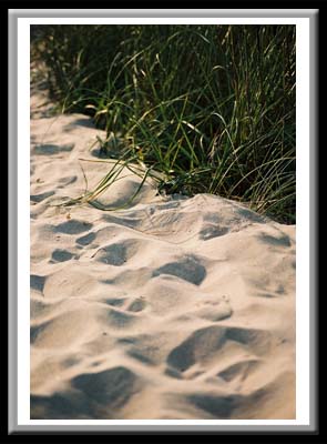 129 Sand & Sea Grass, Cape Hatteras National Seashore, North Carolina