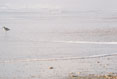 130 Solitary Sandpiper, Cape Hatteras National Seashore, North Carolina