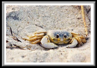 177 Smiling Crab