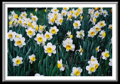 006 Daffodils, Cornell University