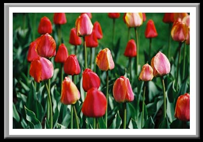 033 Tulips, Cornell University