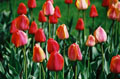 Tulips, Cornell University #033