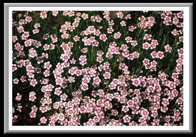 140 Dianthus, Cornell Plantations, Ithaca New York