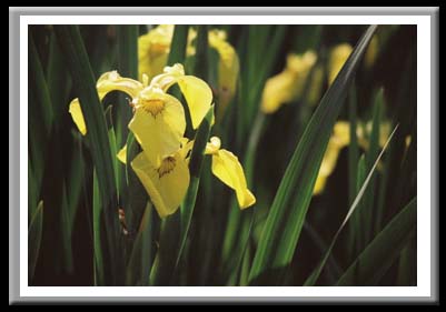146 Yellow Iris, Cornell Plantations, Ithaca New York