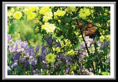 147 Mingling Iris, Cornell Plantations, Ithaca New York