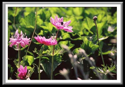 148 Pink Flowers, Cornell Plantations, Ithaca New York