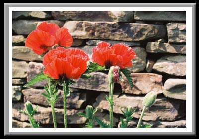 150 Poppies, Cornell Plantations, Ithaca New York