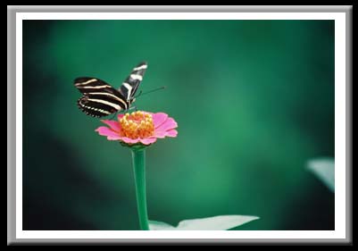 151 Butterfly and Zinnia, Cornell University