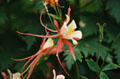 Columbine  #002