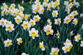  Daffodils, Cornell University #006