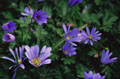 Purple Anemone #007