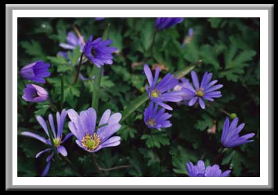 007 Purple Anenome 