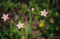 Salt Marsh Pink #010