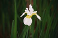 Stan's Iris #021