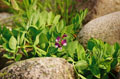 Orchid between rocks #022