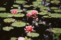 Multiple lilies #023