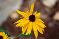 Black Eye Susan #032