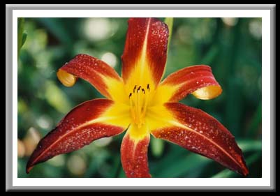 035 Tiger Lily 