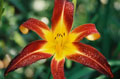Tiger Lily #035