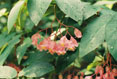 Elizabethian Gardens,Manteo North Carolina #040