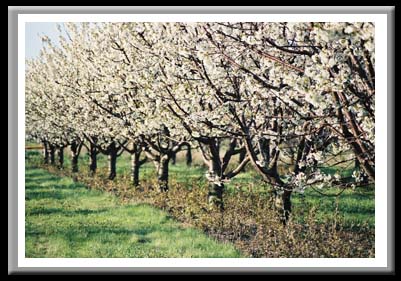 044 Apple Orchard