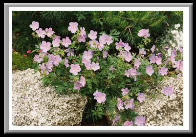 045 Geranium Endressii Wavegrave Pink and Dianthsus, Nova Scotia