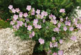 Geranium Endressii Wavegrave Pink and Dianthsus, Nova Scotia #045