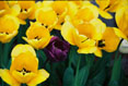 Yellow and Purple Tulips #053