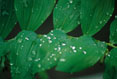 Spring Shower #056