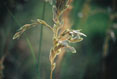 Sea Oat Cape Hatteras National Seashore, North Carolina  #077