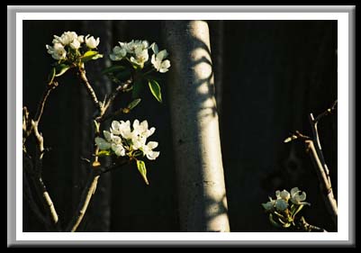 081 Cherry Blossoms on Tree 