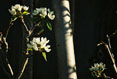 Cherry Blossoms on Tree #081