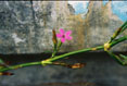 Pink Flower & Tub #082