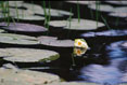 A lily reflected #084