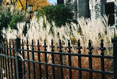 Gate and Grass, Syracuse NY #091