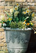 Pot of Flowers, Elizabethian Gardens, Manteo NC #102