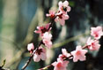 Cherry Blossoms, Elizabethian  Gardens, Manteo North Carollina  #103