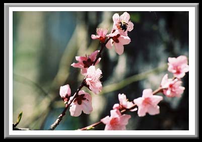 103 Cherry Blossoms, Elizabethian Gardens Manteo North Carolina