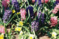 Spring Flowers,  Elizabethian Gardens, Manteo North Carolina #104